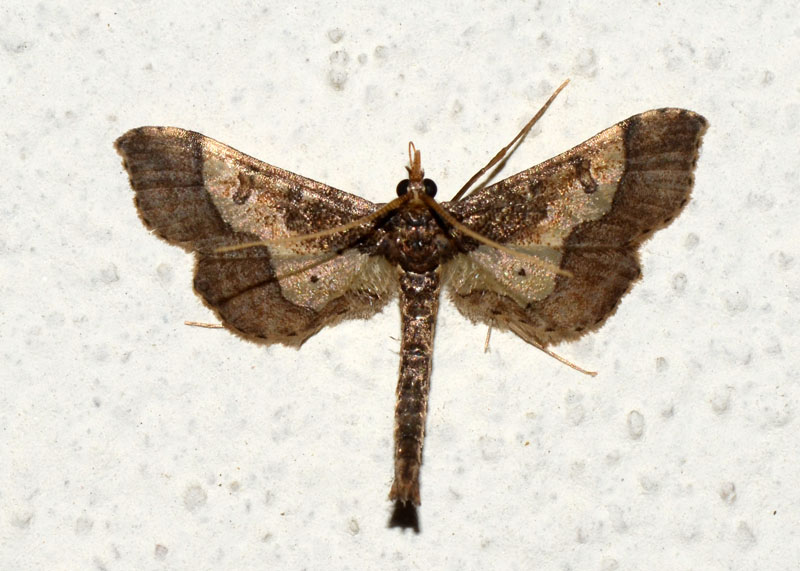 Crambidae Hydriris ornatalis